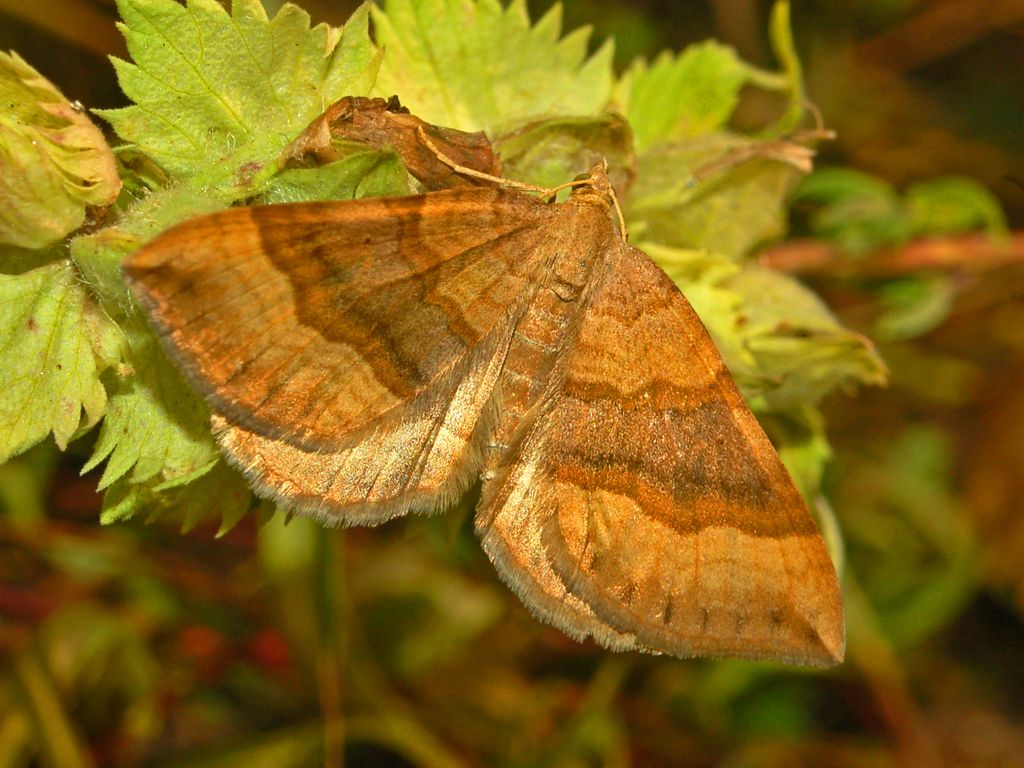 Un lepidottero a striscie di colore marrone - Scotopteryx